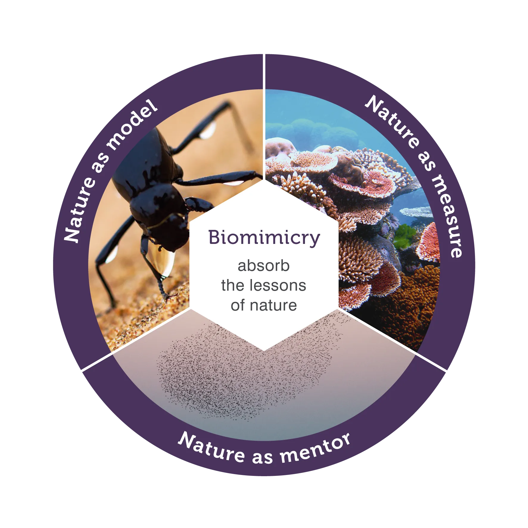 NI-Businessmodel - Biomimicry