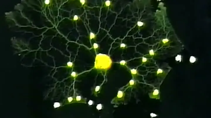 How would Nature's Intelligence solve this?
